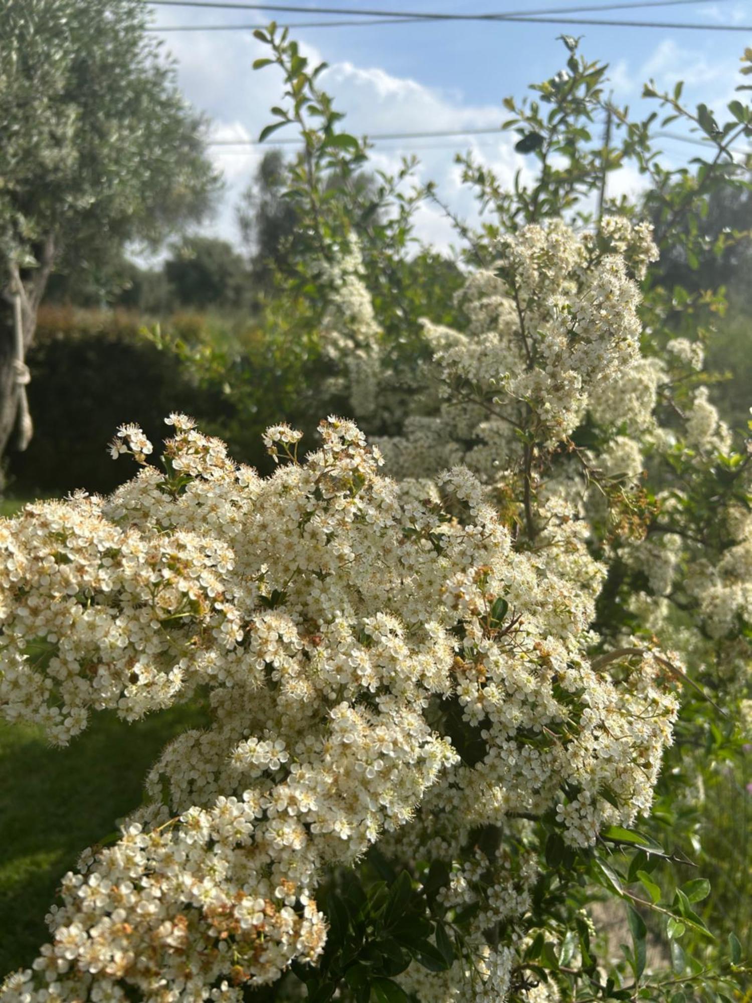 잠브로네 Alto Giardino 아파트 외부 사진